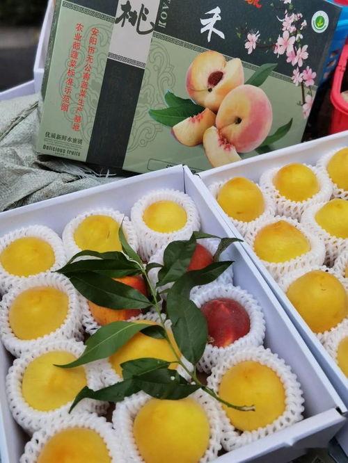 娱乐吃瓜模板怎么制作